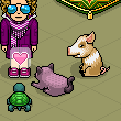 my pets room