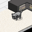 Aysucum's room