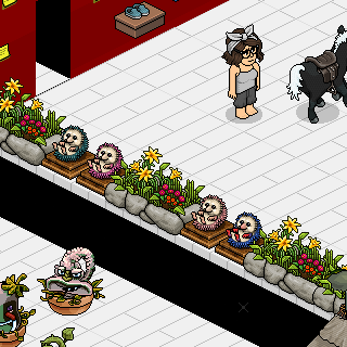 Habbo Fotoğrafı